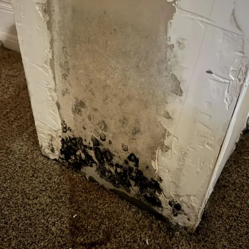Professional Mold Removal in Colbert, OK